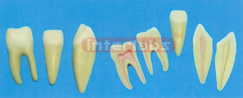 16.8 cm MIDDLE HEALTH SERIES OF TEETH, (3 PCS) 16.8 cm LONG